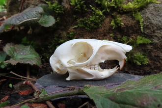 Grey squirrel skull